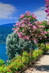 孤月难明料峭梦小说全文免费阅读