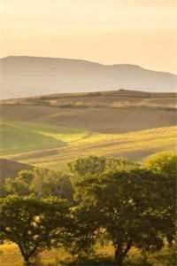 情似残梦随风逝全集