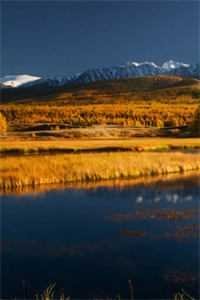 月下拾花听禅音爆款宝藏